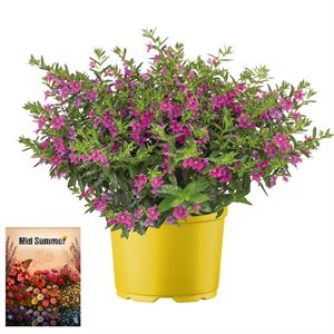 Afbeelding van Ms P12 Cuphea Dark purple